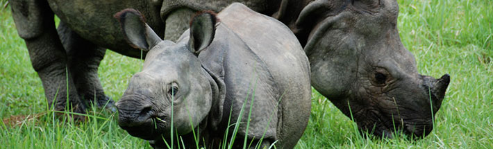 Chitwan National Park - Jungle Safari - 2Nights / 3 Days