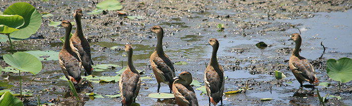 Koshi Tapu Reserve