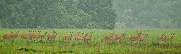 Shuklaphanta Reserve